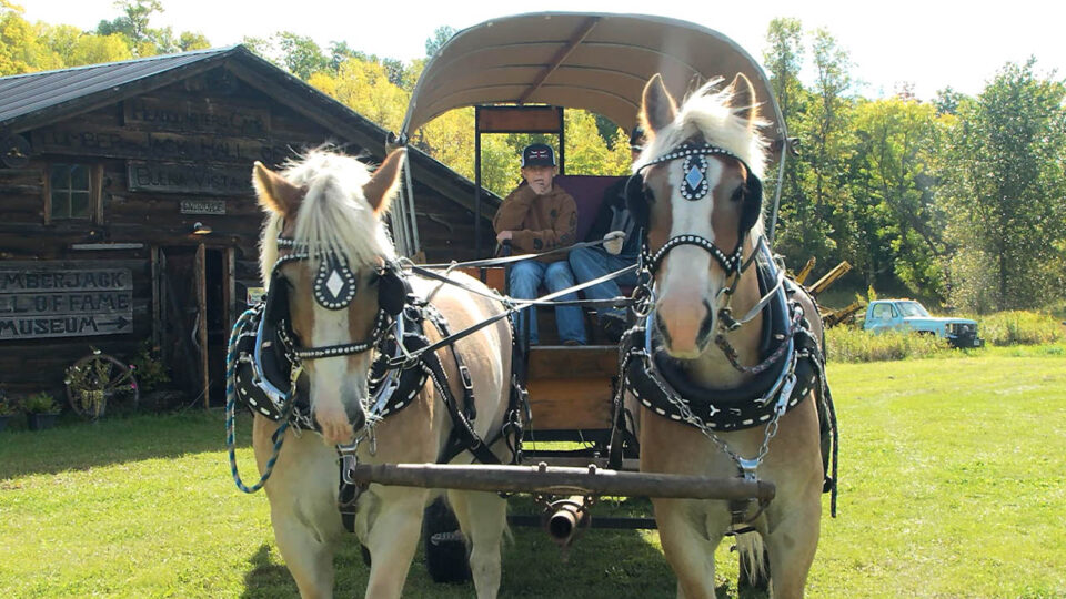 buena vista fall colors festival horses thumbnail