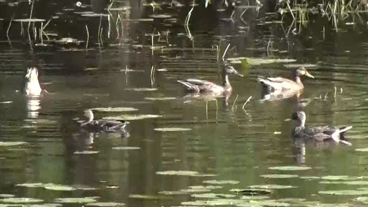 Minnesota DNR Not Implementing Optional 3-Duck Bag Limit