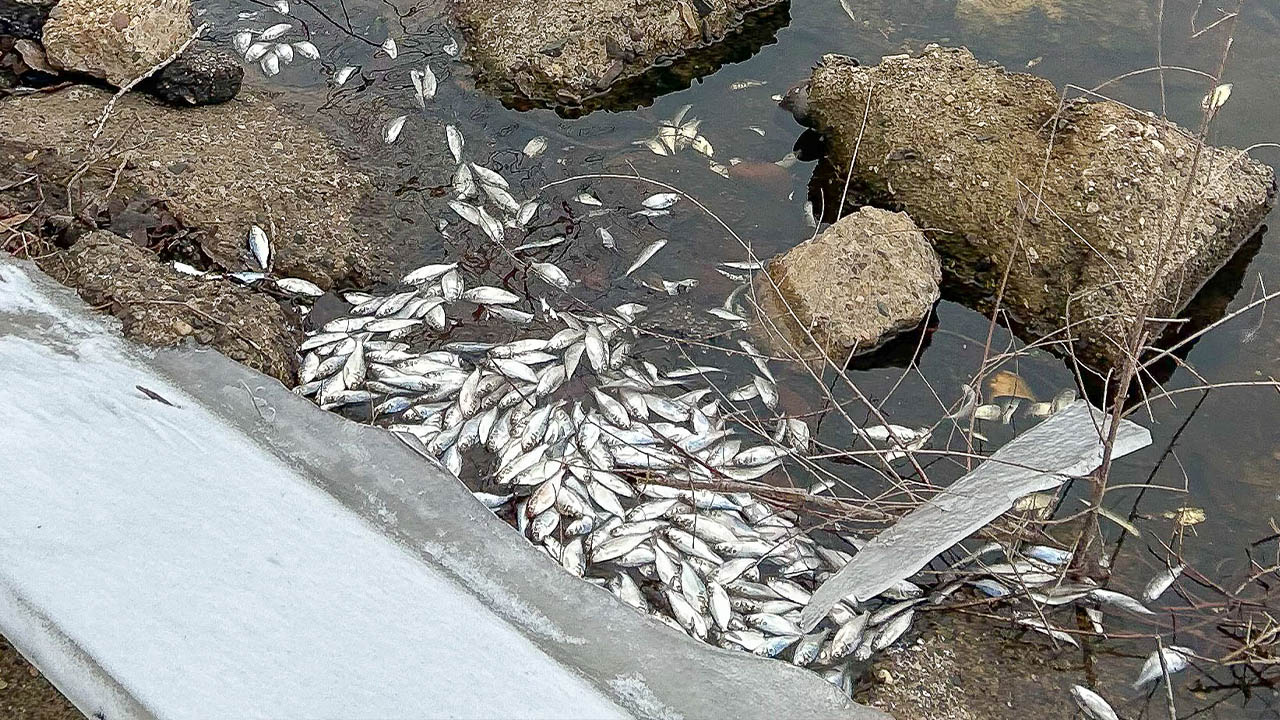 MN DNR Receiving Reports of Fish Mortality Events During Prolonged Heatwave