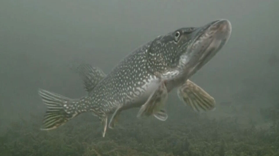 fishing tips 2026 weather
