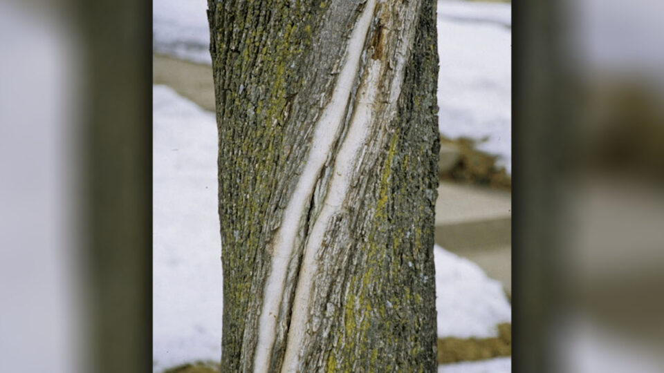 frost cracking exploding trees thumbnail