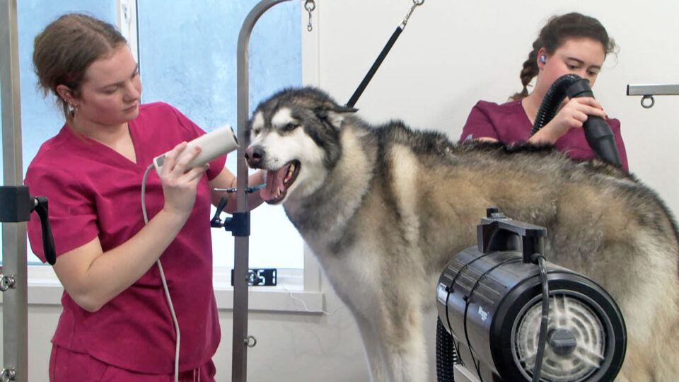 happy tails grooming dog thumbnail 2