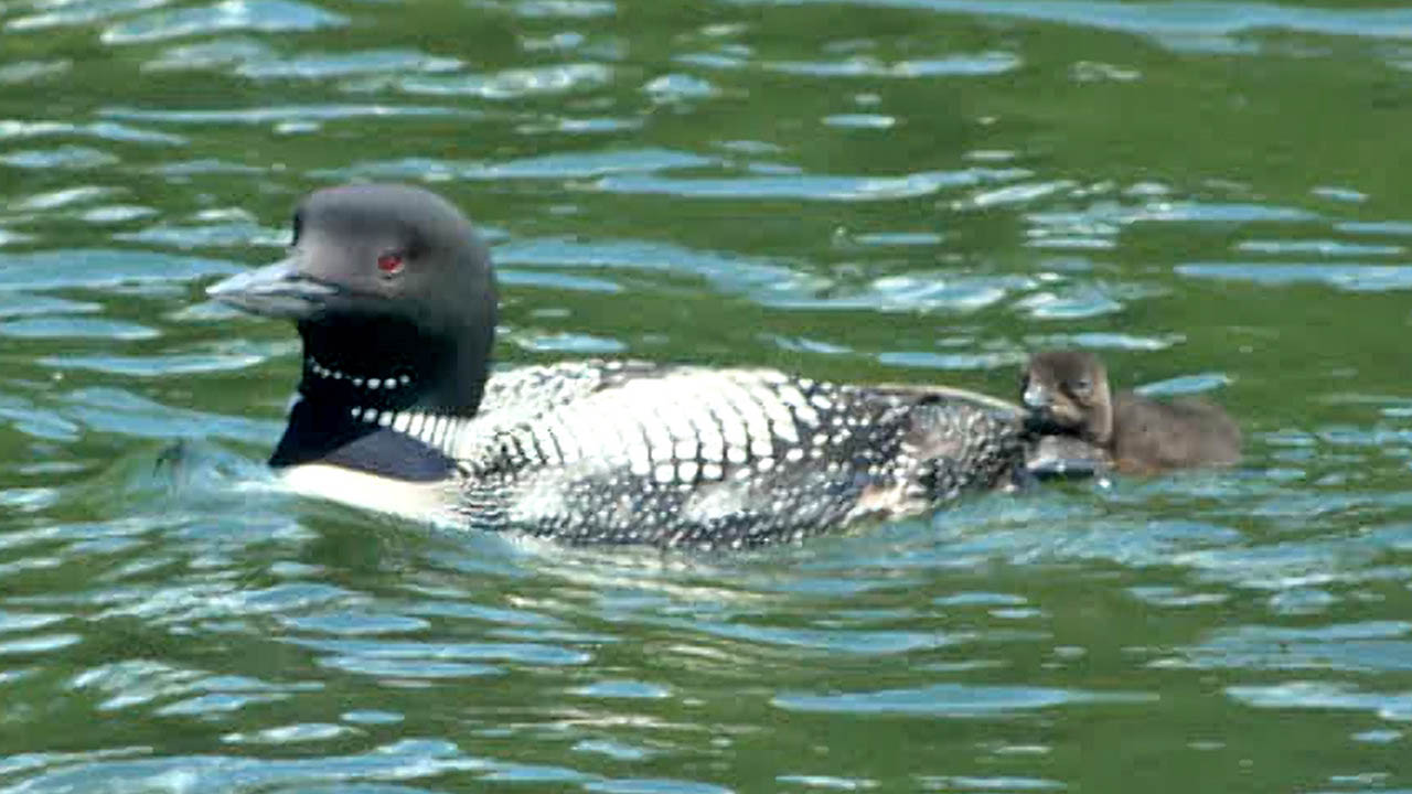 Crosslake’s National Loon Center Urges Boating Caution To Protect Loons