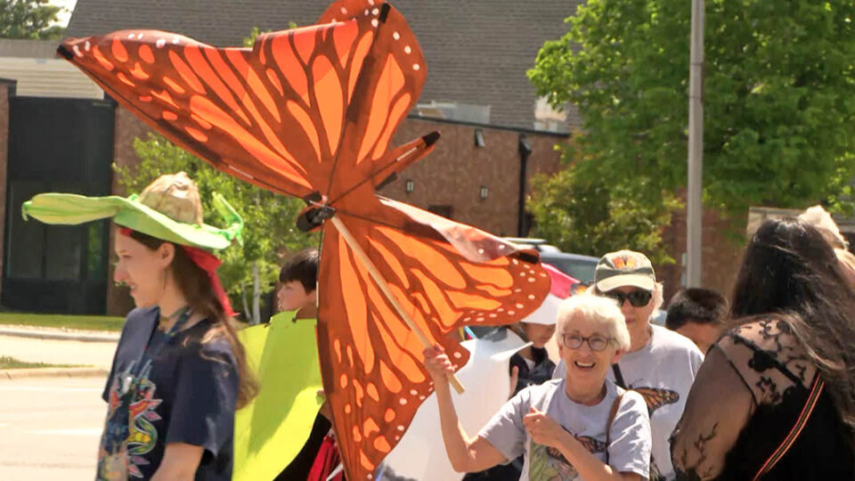 monarch butterfly procession of the species 2