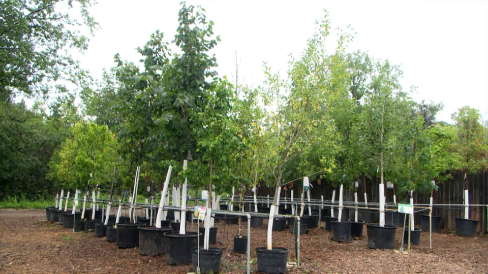 nature's edge garden center bemidji trees nursery 2