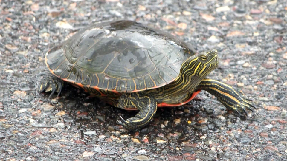 nisswa turtle races closeup thumbnail