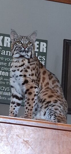 pet bobcat warroad