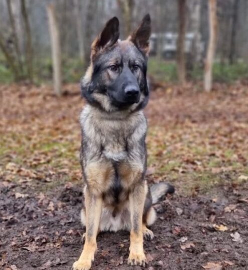 polk county k 9 bo profile