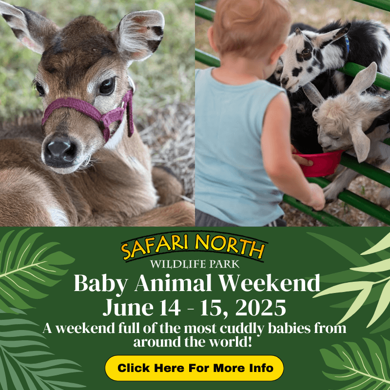 safari north baby event 2025