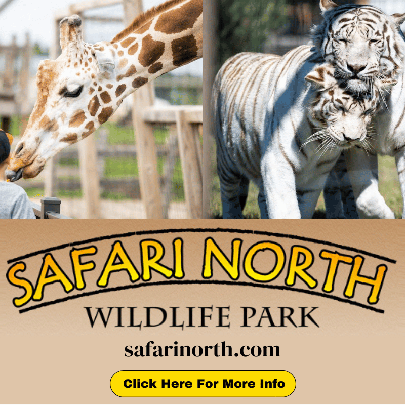 safari north