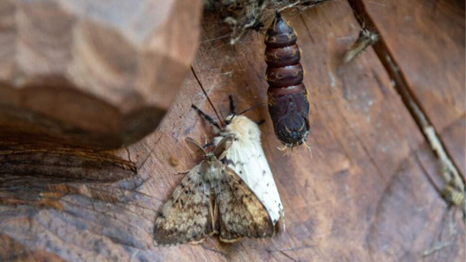 spongy moth male female pupa thumbnail