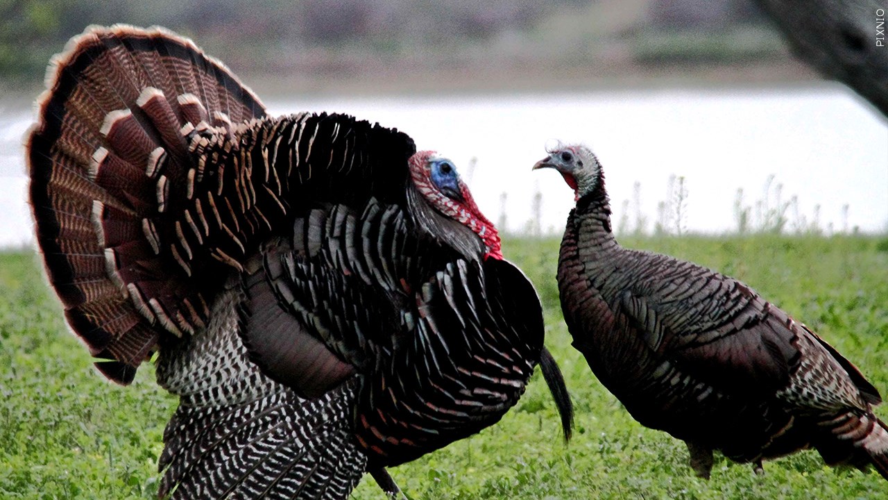 Northwoods Experience: Partnership Aims to Get New Turkey Hunters Out ...
