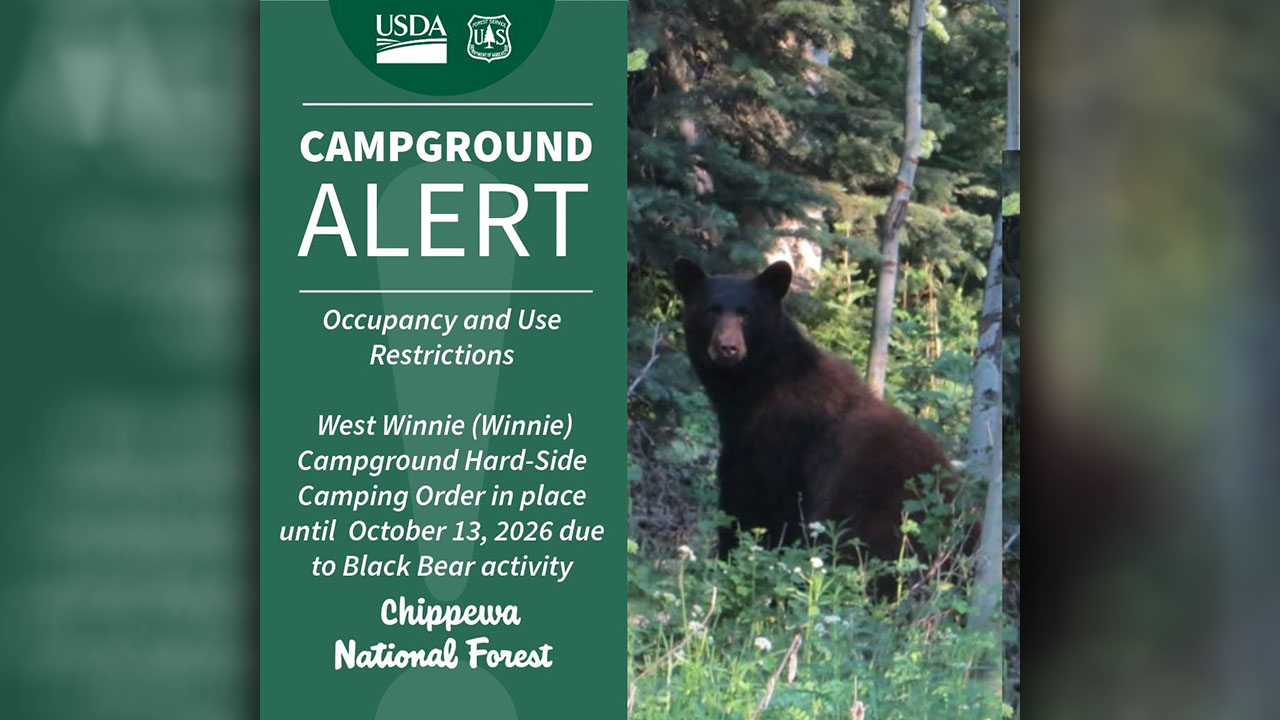 Bear Activity at Chippewa National Forest Campground Prompts ‘Hardside’ Order
